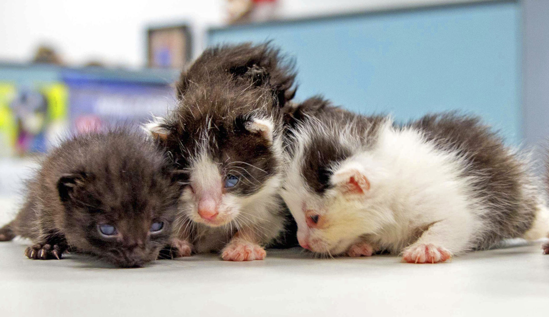 Kitten Stowaways